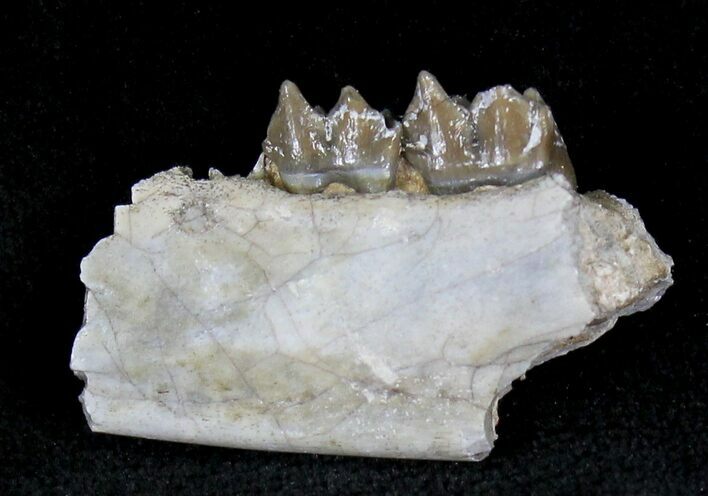 Oligocene Ruminant (Leptomeryx) Jaw Section #21124